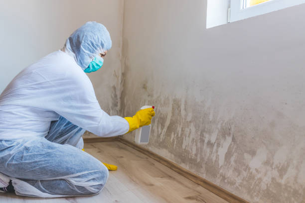 Licensed Basement Mold Removal service in Altoona, PA - WQB Mold Removal