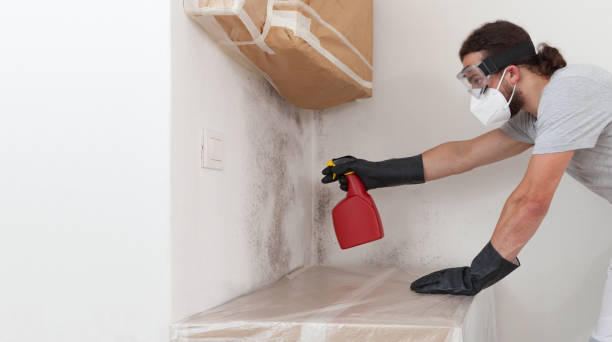 Professional Basement Mold Removal technician working in Altoona, PA