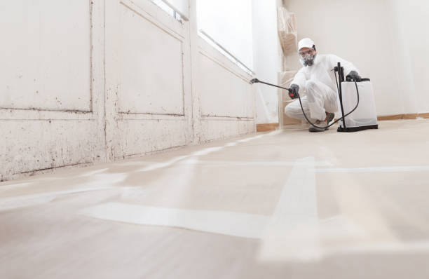 24/7 Emergency Basement Mold Removal experts in Altoona, PA