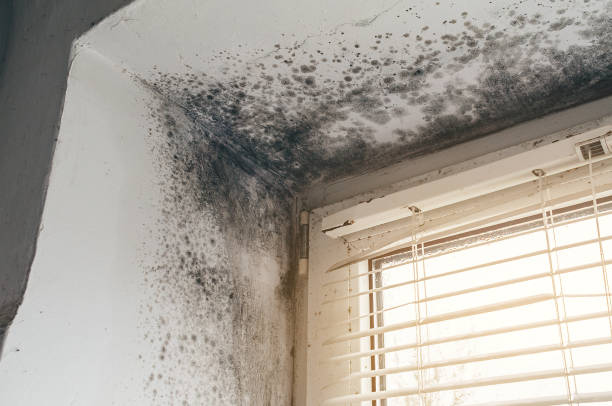 Affordable Basement Mold Removal solutions in Altoona, PA