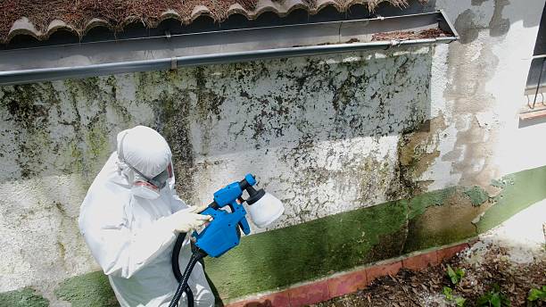 Top rated local Basement Mold Removal specialists in Altoona, PA
